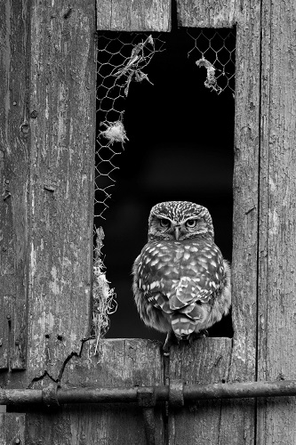 Extremadura premia las mejores fotos de aves silvestres